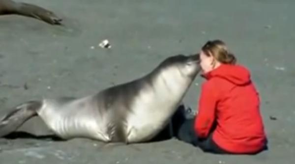 mai presus de cuvinte o foca i noua ei prietena video