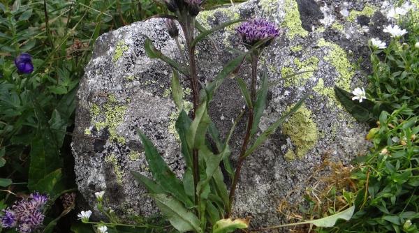 planta rara redescoperita in romania dupa 112 ani
