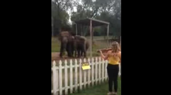 elefan ii care danseaza la auzul sunetului unei viori video