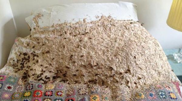 un barbat a gasit un cuib de viespi uria in dormitor