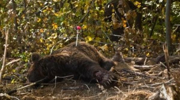 urs prins intr un lat la buciumeni dambovi a