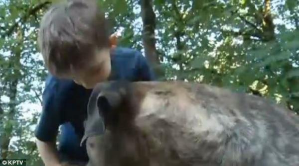 un pitbull salveaza un copil atacat de albine