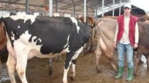 focare de boala limbii albastre in arge