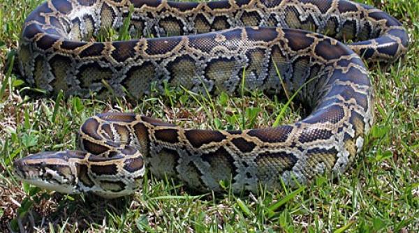 animale de companie abandonate in masa in padurea ceala