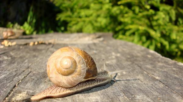 bancul zilei elefan ica vrea sa se marite cu melcul