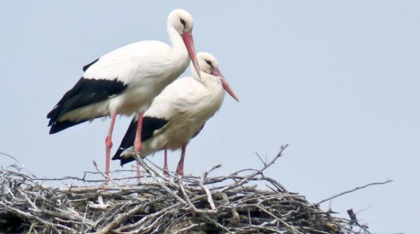 bancul zilei dupa o zi de munca familia de berze revine in cuib