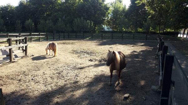 parcul hermes din slobozia ce a mai ramas din ferma southfork de romania construita de ilie alexandru dupa serialul dallas foto