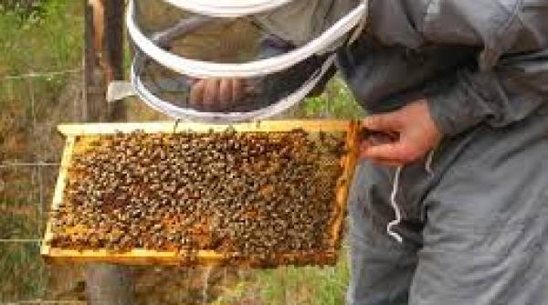 dezastru in apicultura produc ia de miere la jumatate din cauza ploilor