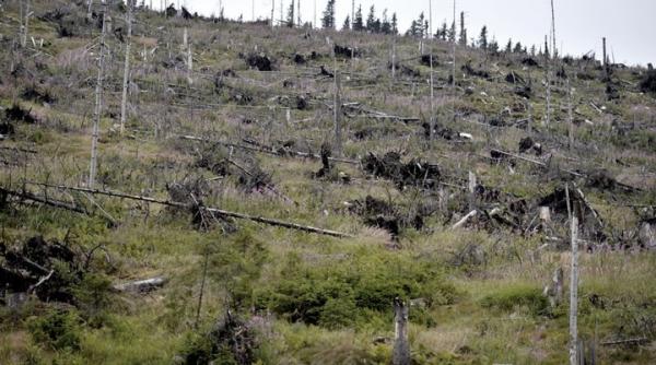 codul silvic pus la pamant de ale ii puterii