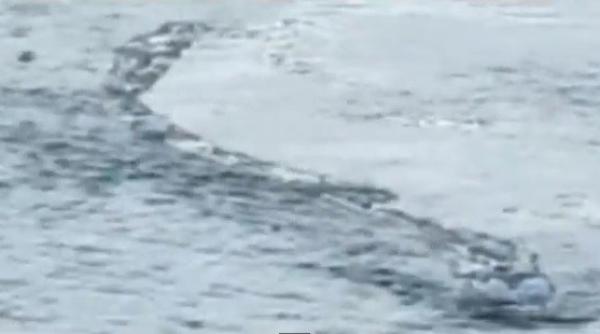 premiu de 4 000 de dolari pentru o inregistrare cu un monstru legendar