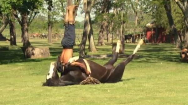 incredibila comunicare intre om i animal video