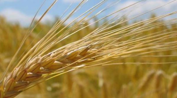 agricultura cristian socol in ca iva ani romania poate redeveni granarul europei