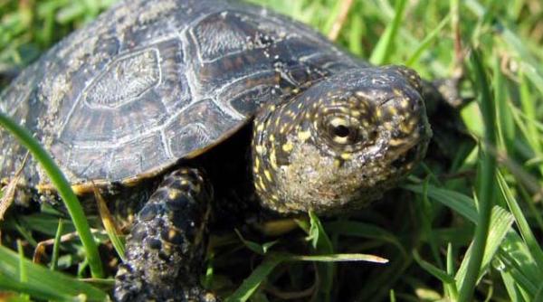 bancul zilei o broscu a estoasa incearca sa zboare