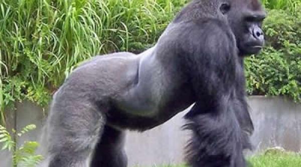 bancul zilei bula i i duce so ia o blonda apetisanta la zoo