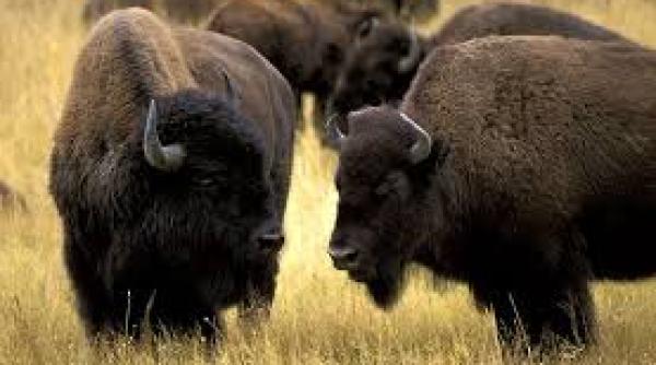 bihor suspiciuni de otravire cu furadan la o ferma de bizoni