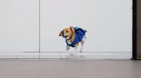 un caine gase te calatorii care i au uitat obiecte in avioane video