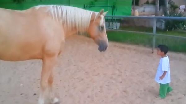 video sfa ietor legatura emo ionanta dintre un copil cu sindromul williams i un cal