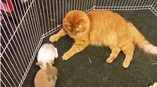 video cum ingrije te o pisica ni te pui de iepure