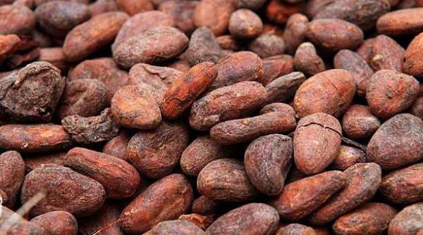 producatorii de cacao ingrijorati de extinderea ebola