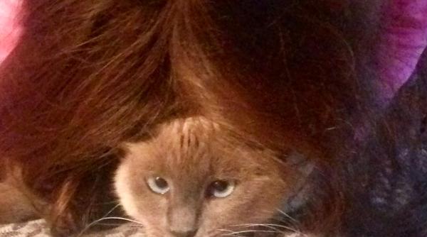 maria coman antena 3 poveste despre pisica kiki avea obiceiuri stranii