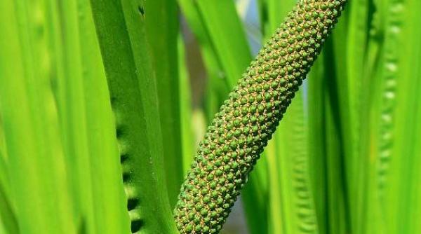 planta indiana care vindeca formele grave de cancer