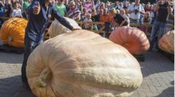 cel mai mare dovleac din lume are 953 5 kg