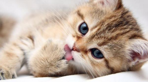 trupa de pisici in concert video