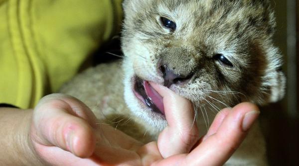 leu respins de mama adoptat de un caine