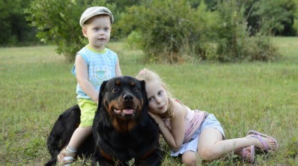 visul ebola transmis de la caine la stapan