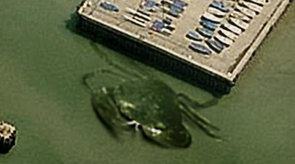 crabzilla monstrul fotografiat in mare la adancime mica