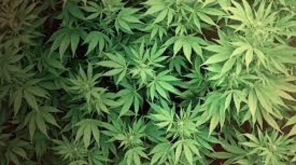 marijuana studiu controversat consumatorii sanse mai ridicate de supravietuire traume craniene