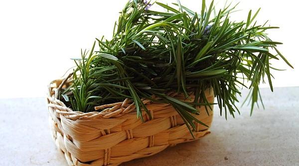 o planta din bucatarie rozmarin tratament pentru caderea parului