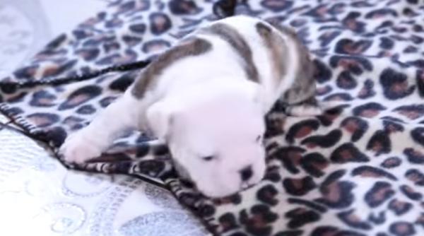 video pui de buldog la primele cuvinte cum se chinuie sa latre