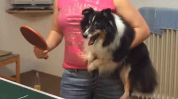 video cainele care joaca ping pong mai bine decat un om