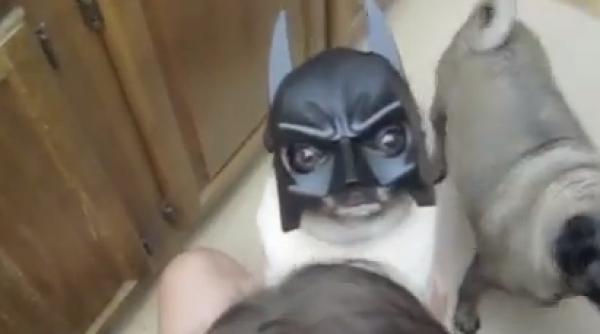 halloween 2014 costume amuzante pentru animale de companie video