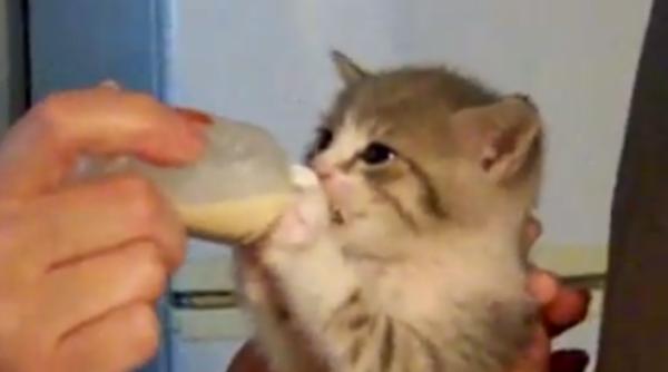 video pui de pisica in culmea fericirii cum este hranita