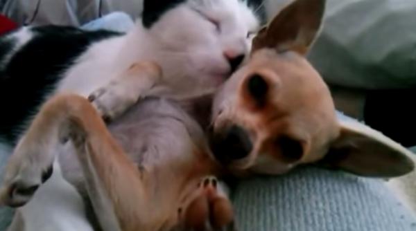 video o pisica adopta un chihuahua