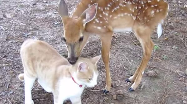 video pisica i caprioara iubire in lumea animalelor