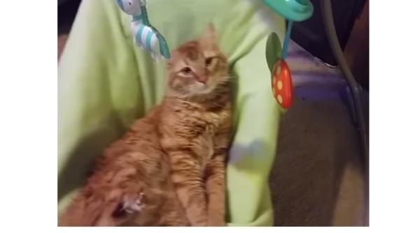 video pisica se relaxeaza in leaganul copilului