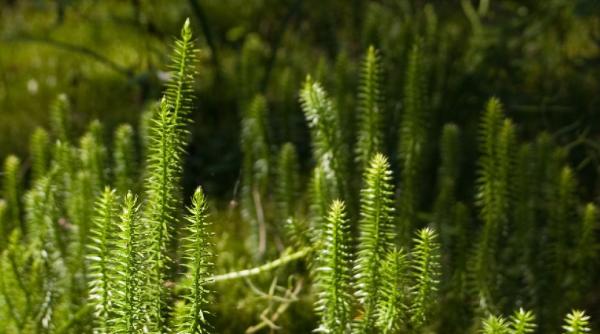 pedicu a vindeca dependen a de alcool tutun sau droguri