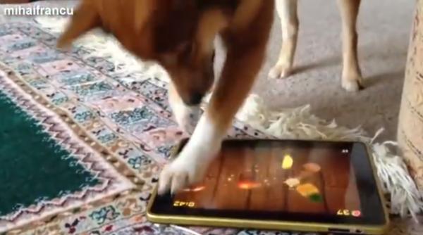 top cele mai haioase filmari cu caini din 2014 video