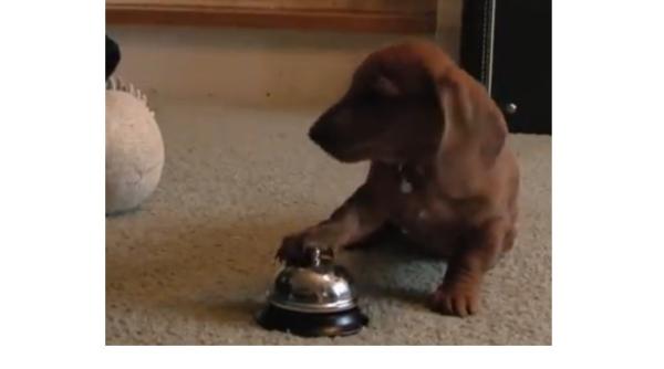 video  caprc c8prc 9belul care a invaprc c8prc 9bat ca soneria ii aduce un desert