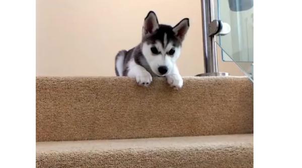 video  o caprc c8prc 9beluprc c8prc 99a se teme sa coboare scarile  cum este convinsa