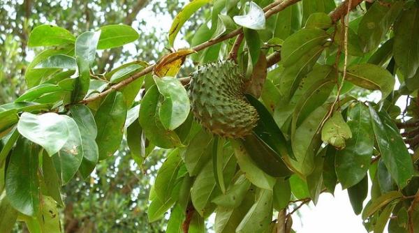 cancer tratament graviola fructul miraculos mai puternic decat chimioterapia