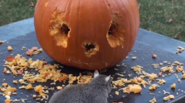 video veveriprc c8prc 9be cioplesc o faprc c8prc 9ba intr un dovleac