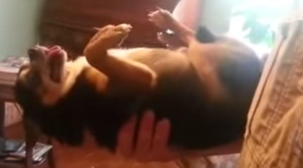 video un ca el inghea a de fiecare data cand e luat in bra e