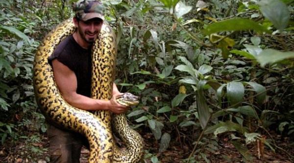 experiment nebunesc  un naturalist se va lasa mancat de viu de un anaconda  la discovery