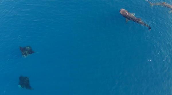 imagini spectaculoase surprinse din elicopter in mijlovul oceanului