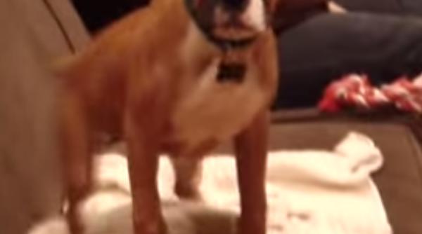 video un ca el danseaza la vederea stapanului