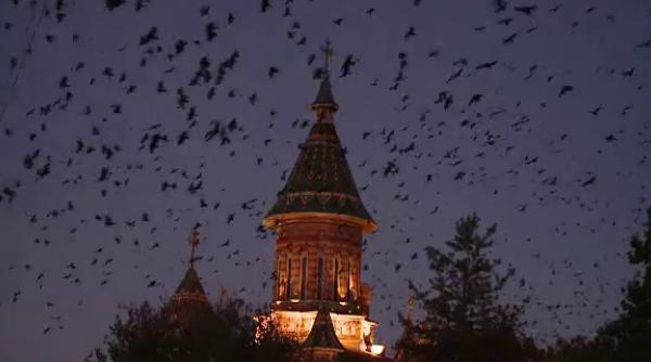 nicolae robu nu poate alunga ciorile din timi oara sunt inteligente si punctuale